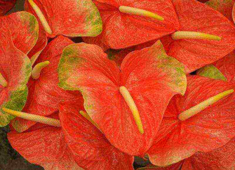 how to grow anthurium at home