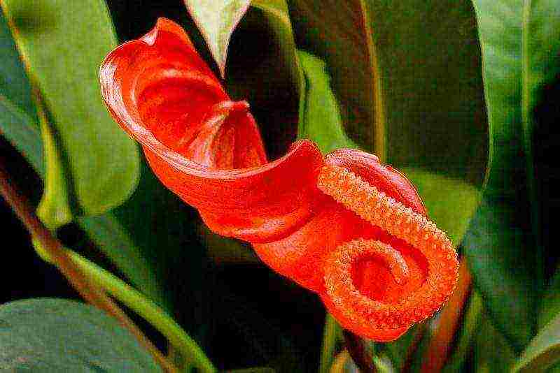 how to grow anthurium at home