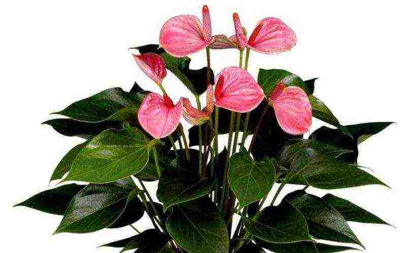 how to grow anthurium at home