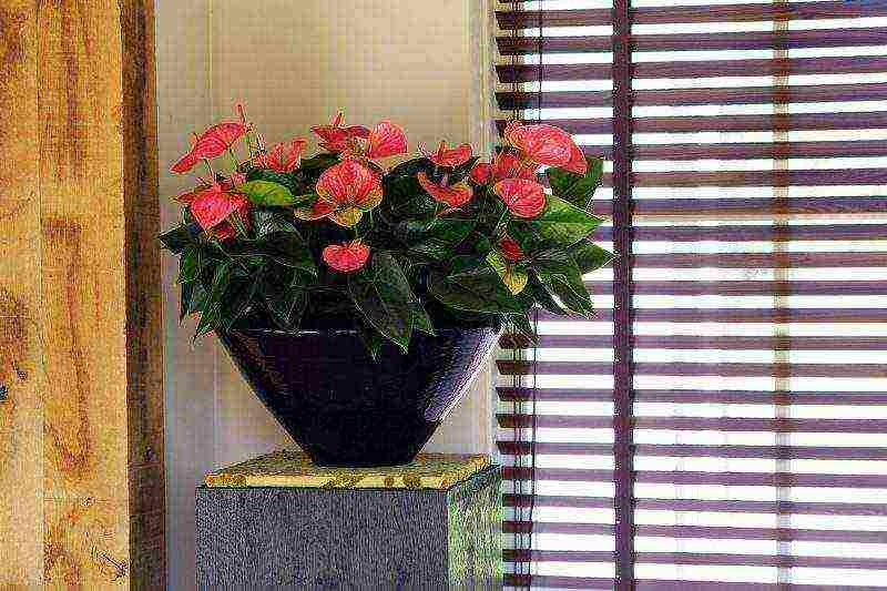 how to grow anthurium at home