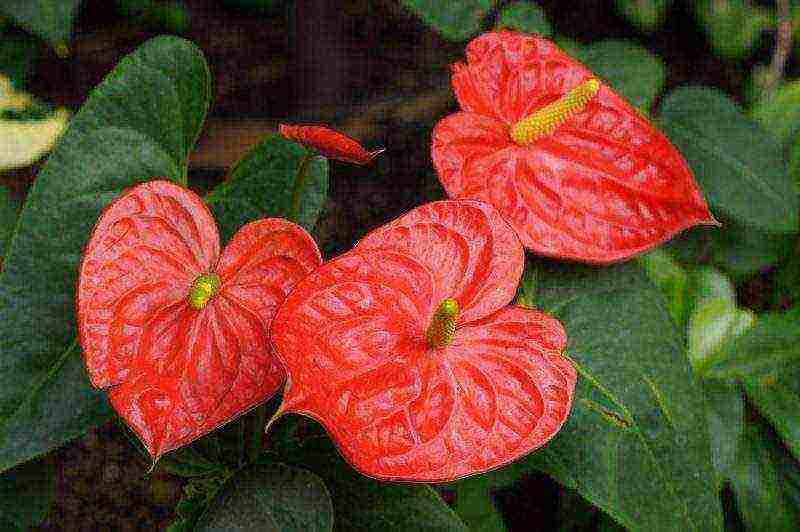 how to grow anthurium at home