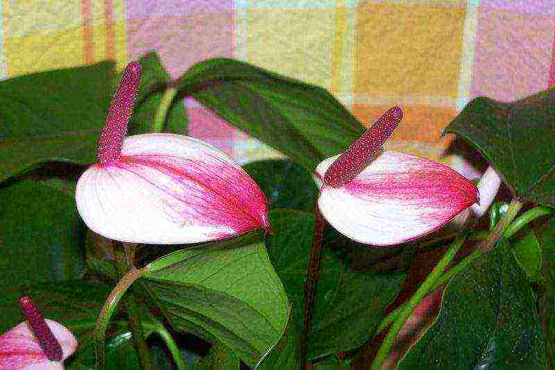 how to grow anthurium at home