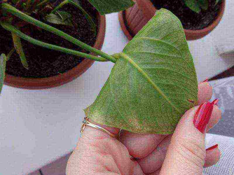 kung paano mapalago ang anthurium sa bahay