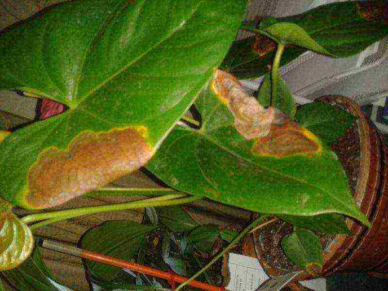 kung paano mapalago ang anthurium sa bahay