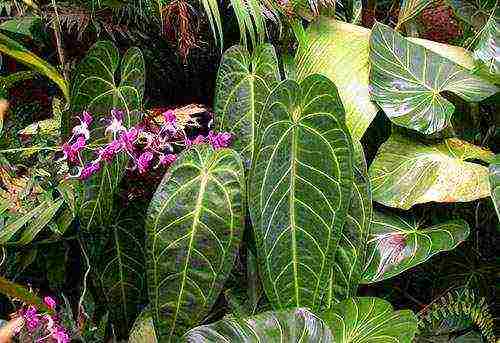 kung paano mapalago ang anthurium sa bahay