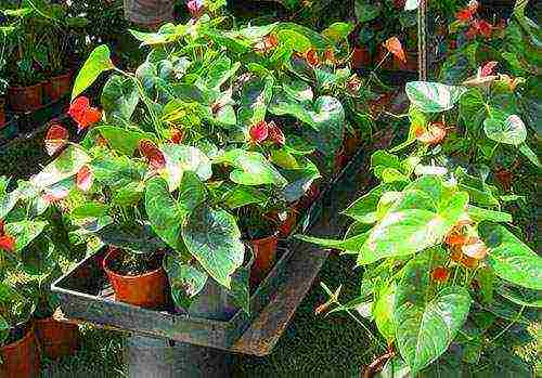 how to grow anthurium at home