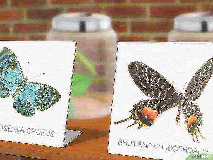 how to grow butterflies at home