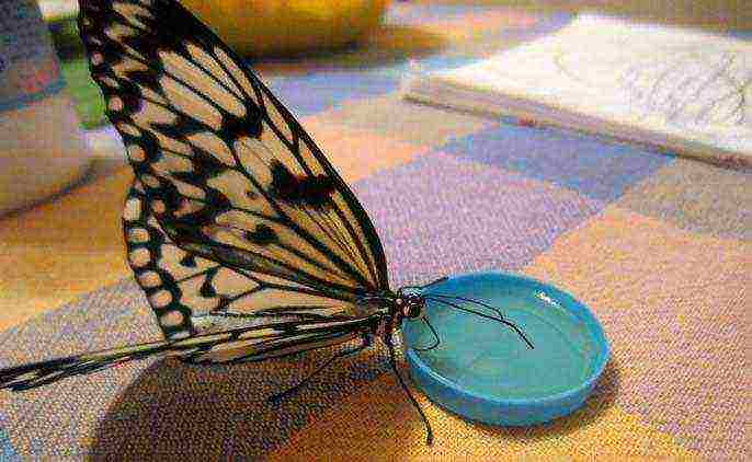 kung paano palaguin ang mga butterflies sa bahay