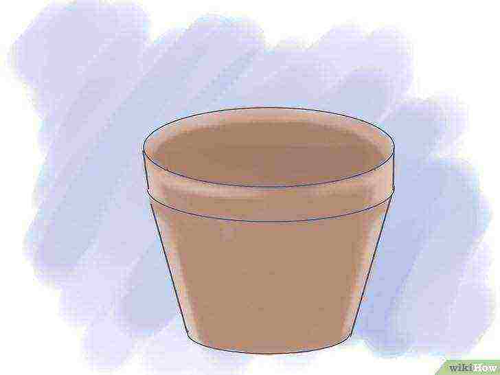 how to grow dahlias at home