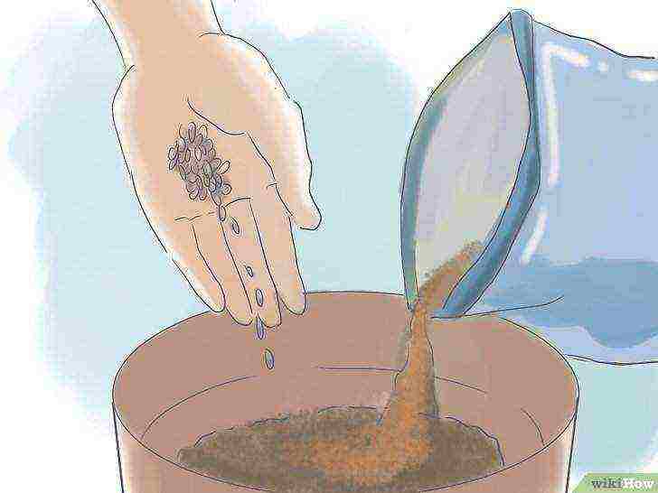 how to grow dahlias at home