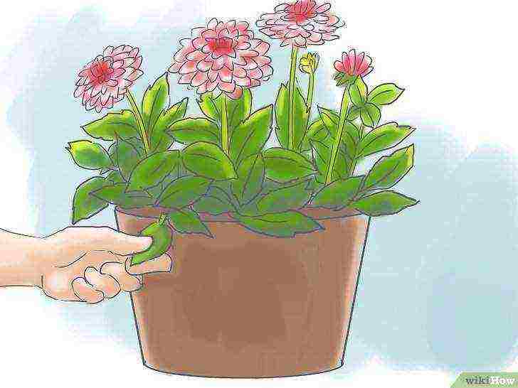 how to grow dahlias at home