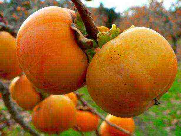 how to grow persimmons at home in