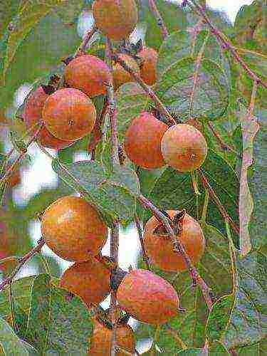 how to grow persimmons at home in