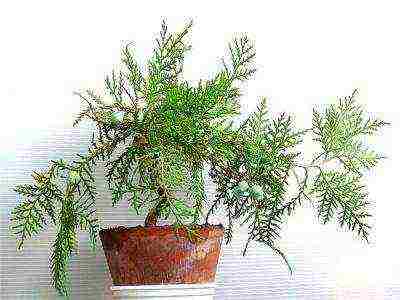 how to grow cypress at home
