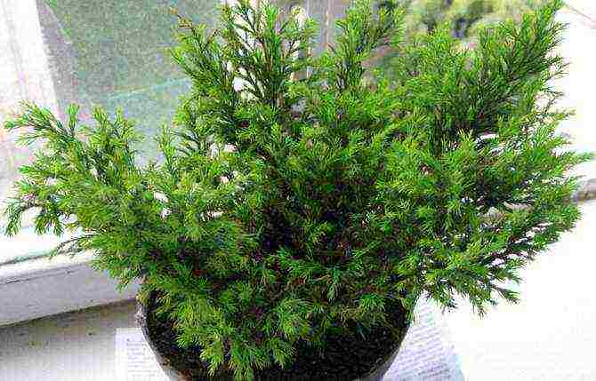 how to grow cypress at home