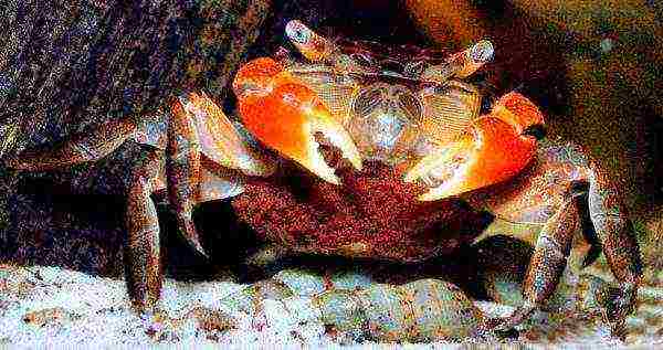 how to grow crabs at home