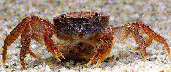 how to grow crabs at home