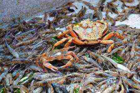 how to grow crabs at home