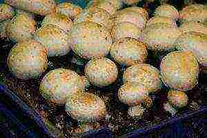 how to grow mushrooms at home