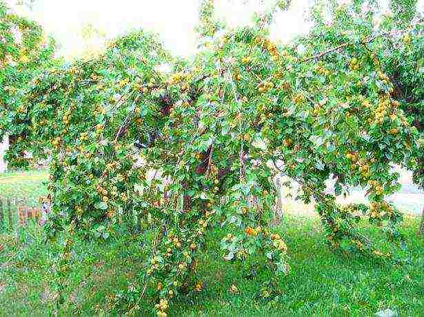 how to grow an apricot at home