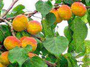 how to grow an apricot at home