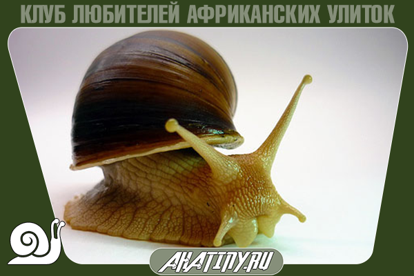how to grow Achatina at home