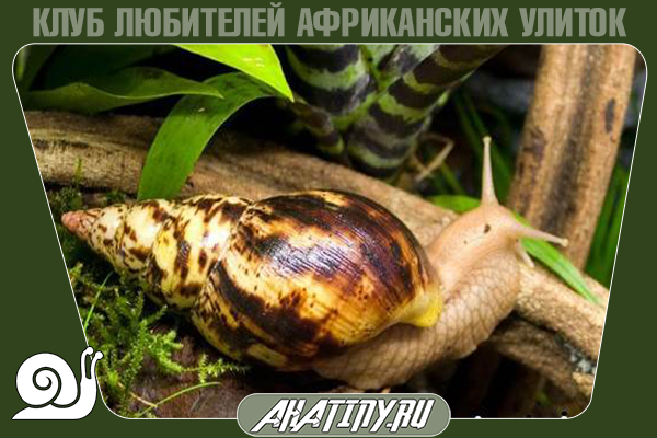 how to grow Achatina at home