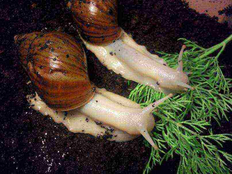 how to grow Achatina at home