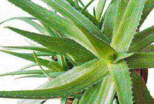 how to grow aloe from seeds at home