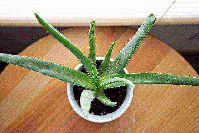 how to grow aloe from seeds at home