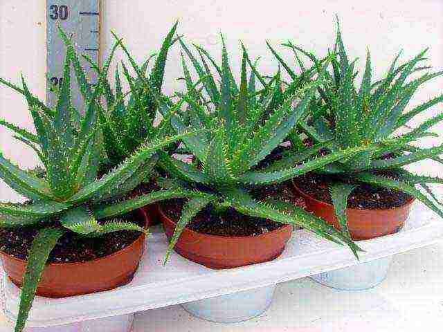 how to grow aloe from seeds at home