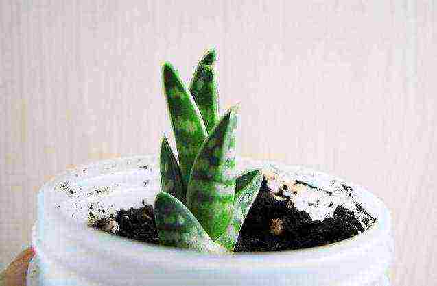 how to grow aloe from seeds at home