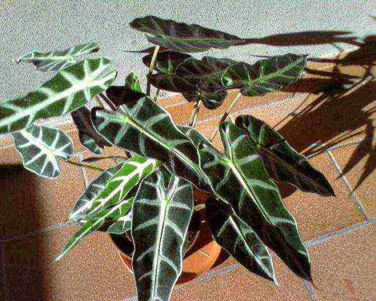 كيف ينمو alocasia في المنزل