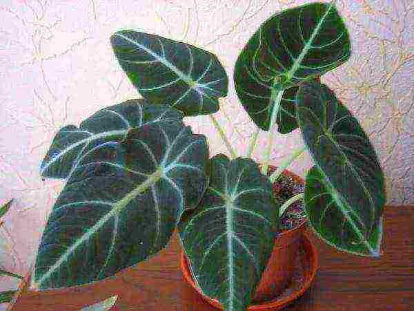 how to grow alocasia at home