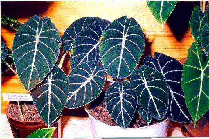 كيف ينمو alocasia في المنزل