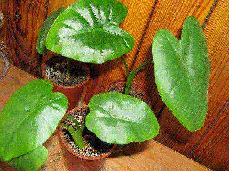 كيف ينمو alocasia في المنزل