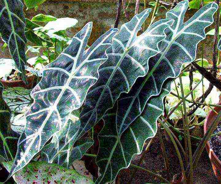 كيف ينمو alocasia في المنزل