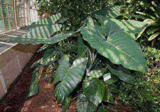 kung paano palaguin ang alocasia sa bahay