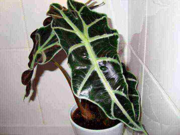 كيف ينمو alocasia في المنزل