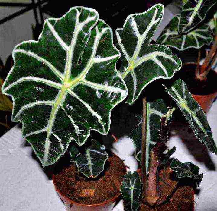 كيف ينمو alocasia في المنزل