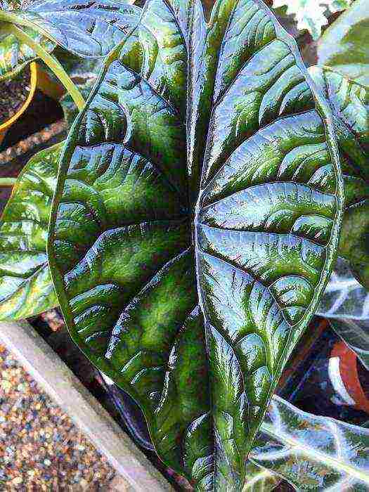 كيف ينمو alocasia في المنزل