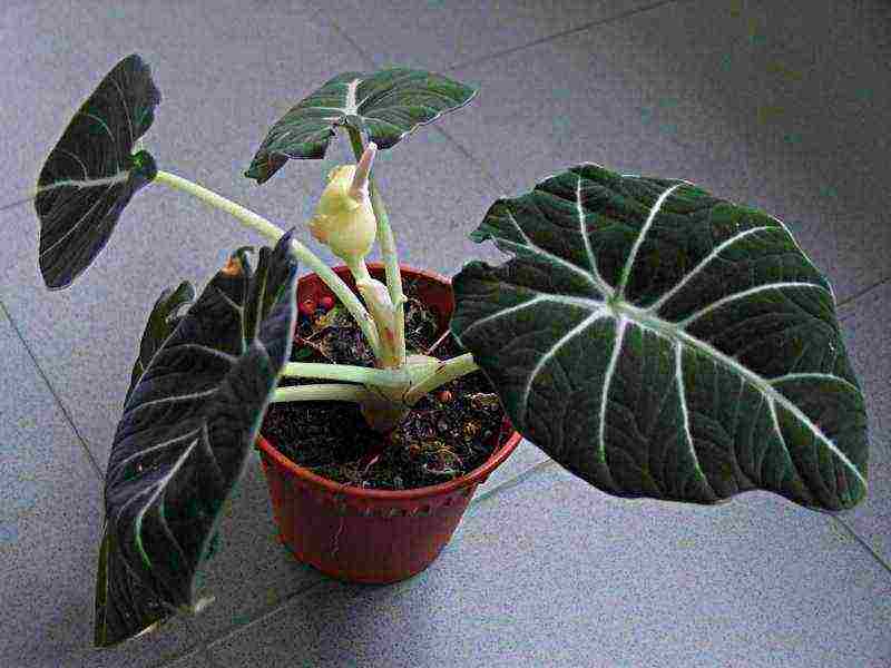 how to grow alocasia at home