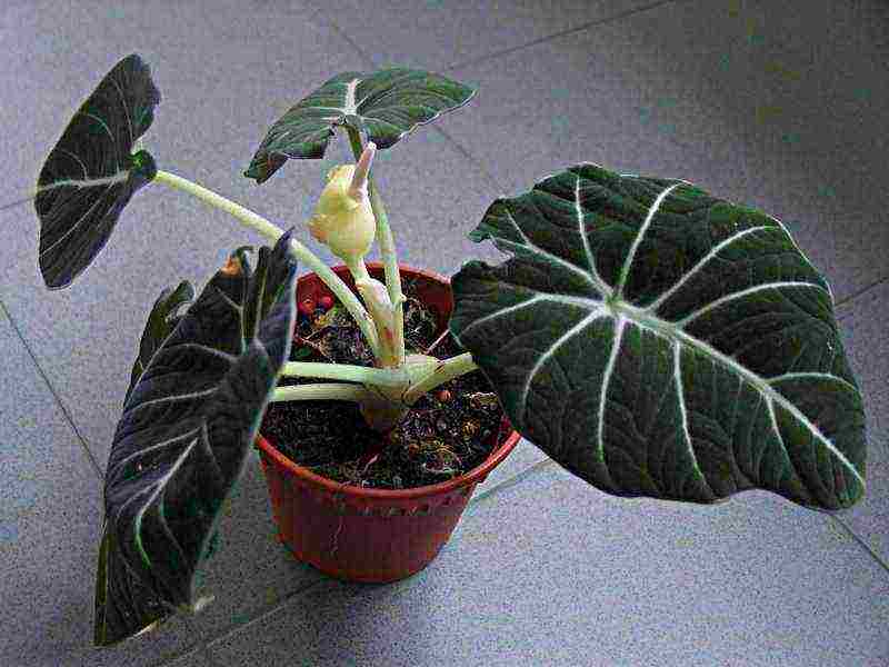 kung paano palaguin ang alocasia sa bahay