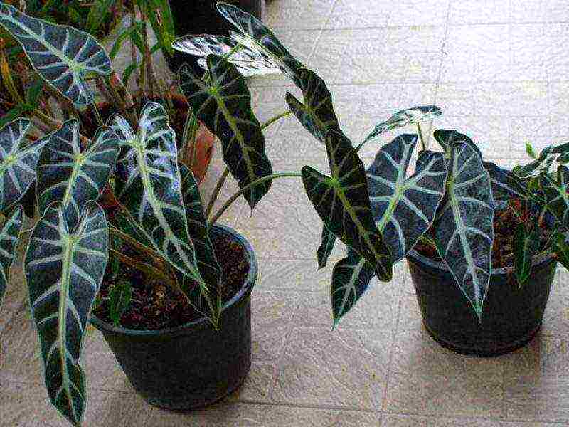 kung paano palaguin ang alocasia sa bahay