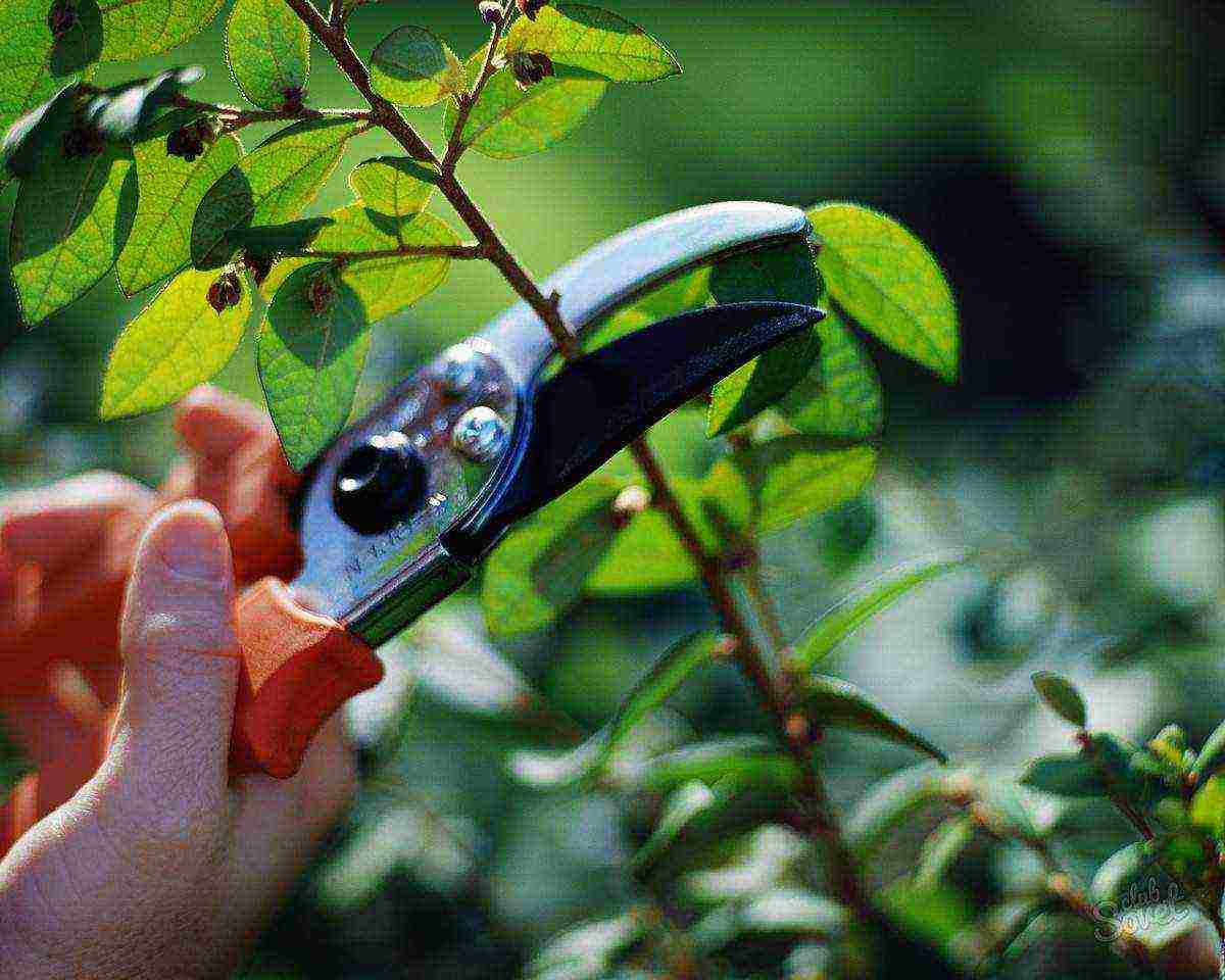 kung paano palaguin ang barberry sa bahay