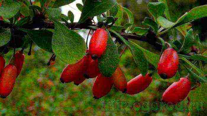 kung paano palaguin ang barberry sa bahay