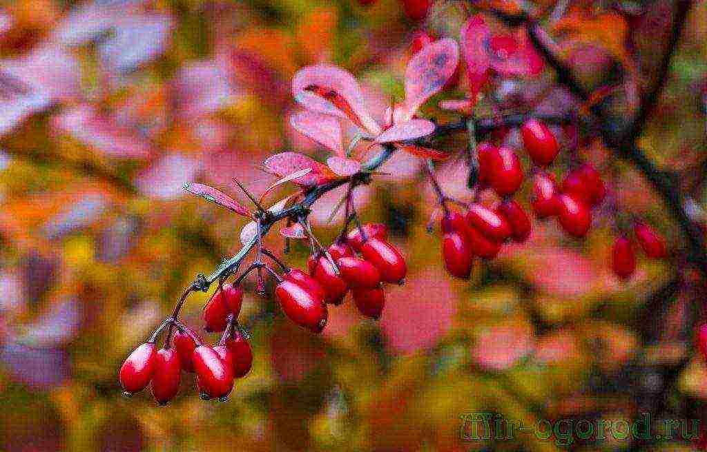 วิธีการปลูก Barberry ที่บ้าน