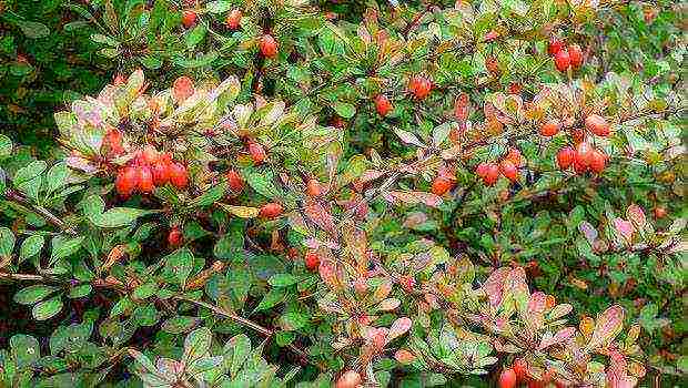 how to grow barberry at home