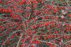 kung paano palaguin ang barberry sa bahay