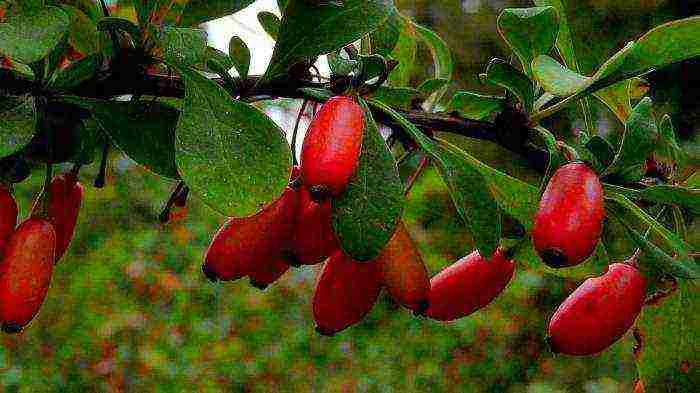 how to grow barberry at home